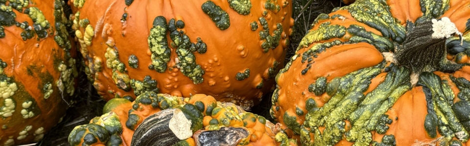 Five orange pumpkins with green textured skins outside in a pumpkin patch.